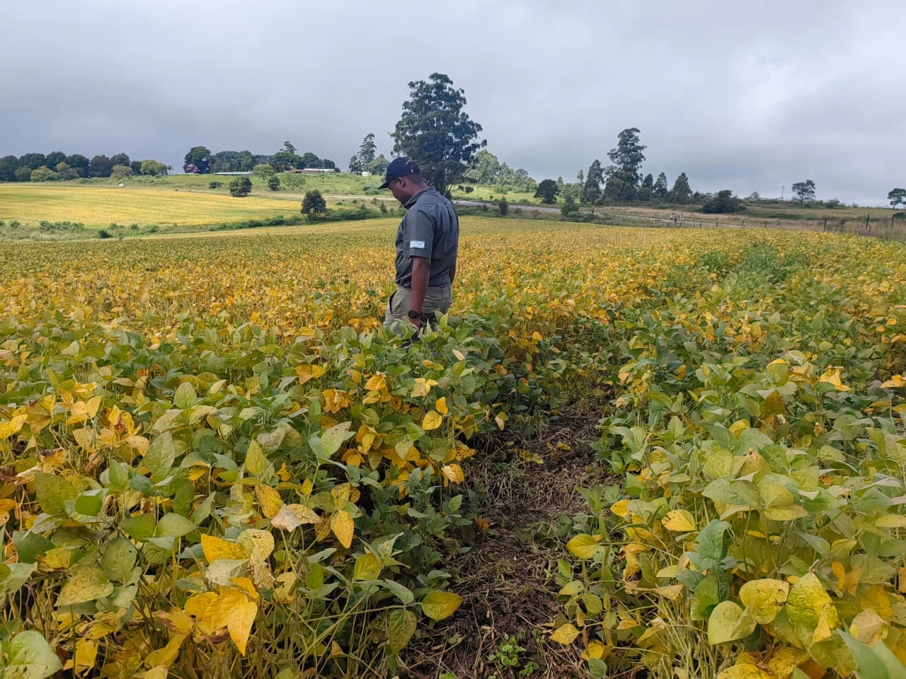 Farmer in a yellowing, maturing soybean field
