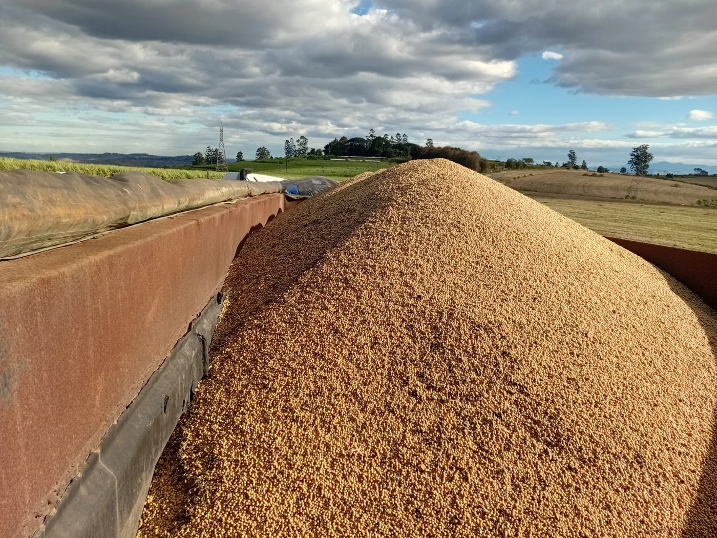 Trailer filled with harvested grain
